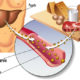 I meccanismi di assorbimento del colesterolo